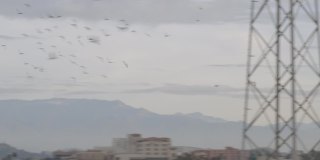 一群鸽子在慢镜头中飞过洛杉矶