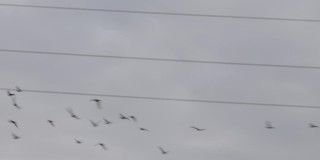 一群鸽子在慢动作中飞翔