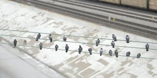 一群鸽子在慢镜头高清画面中从电线上起飞