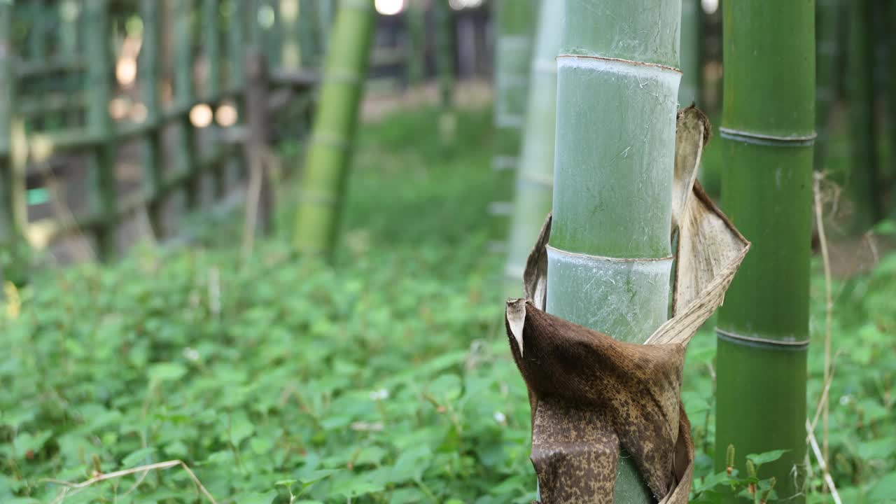 美丽的竹林在传统公园白天手持式特写