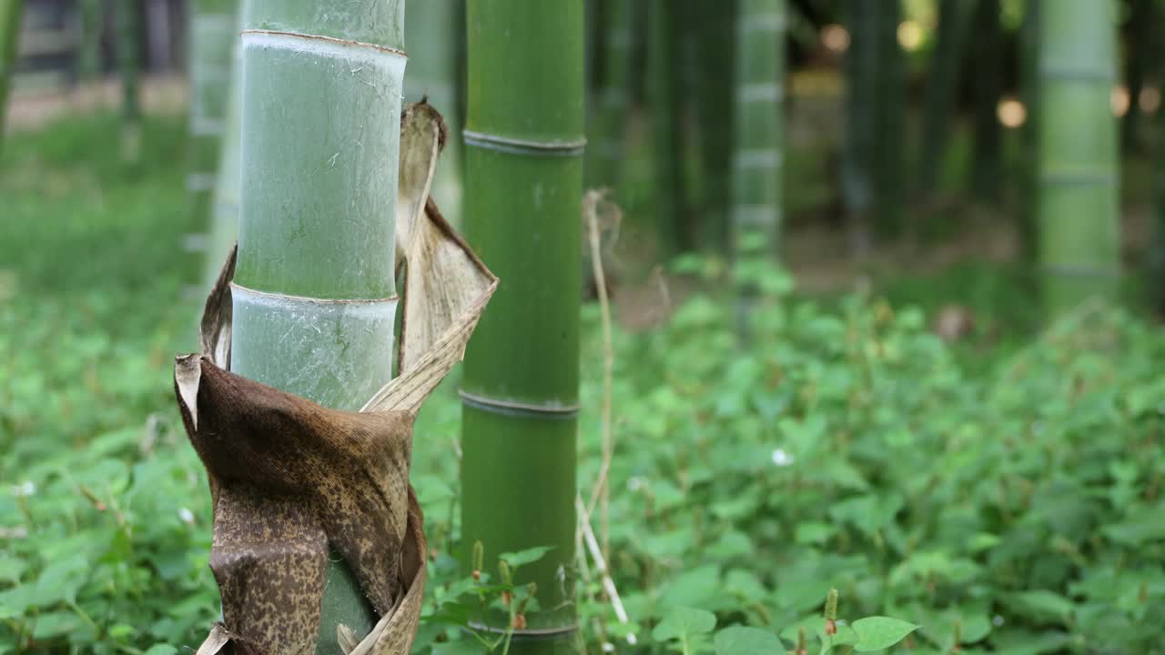 美丽的竹林在传统公园白天手持式特写