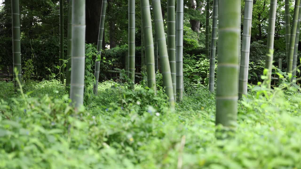 美丽的竹林在传统公园白天