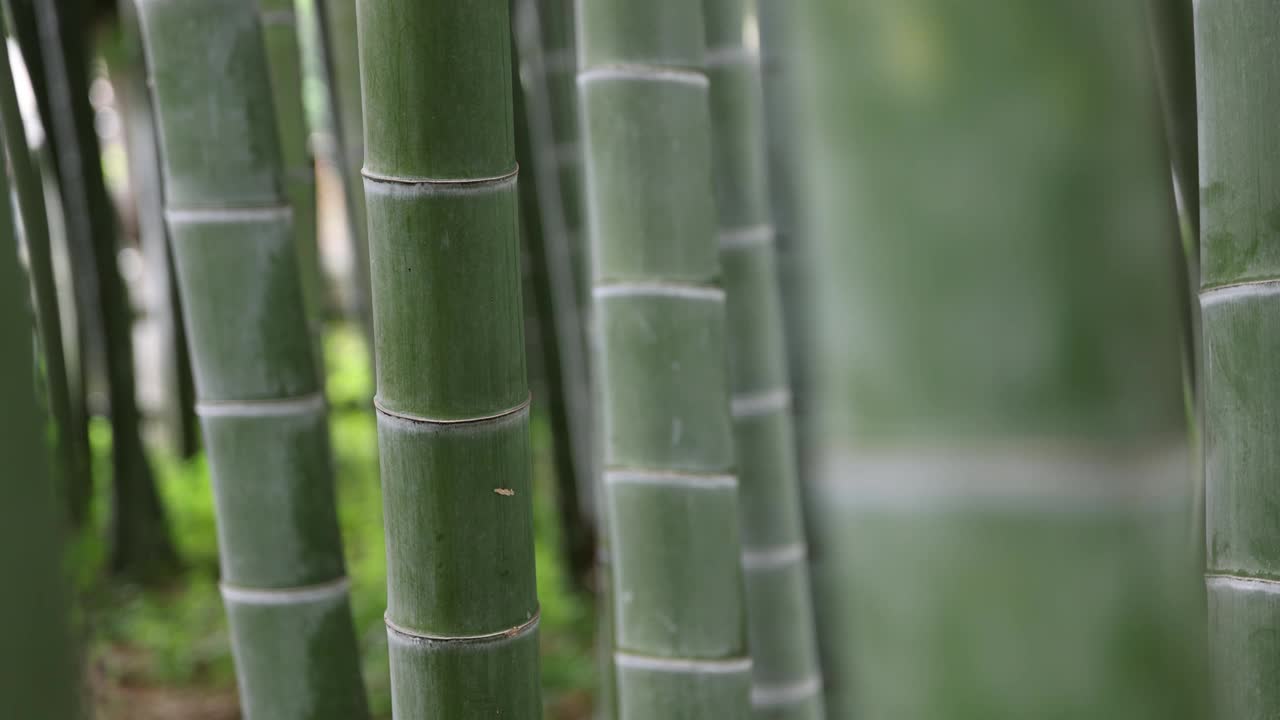 美丽的竹林在传统公园白天特写