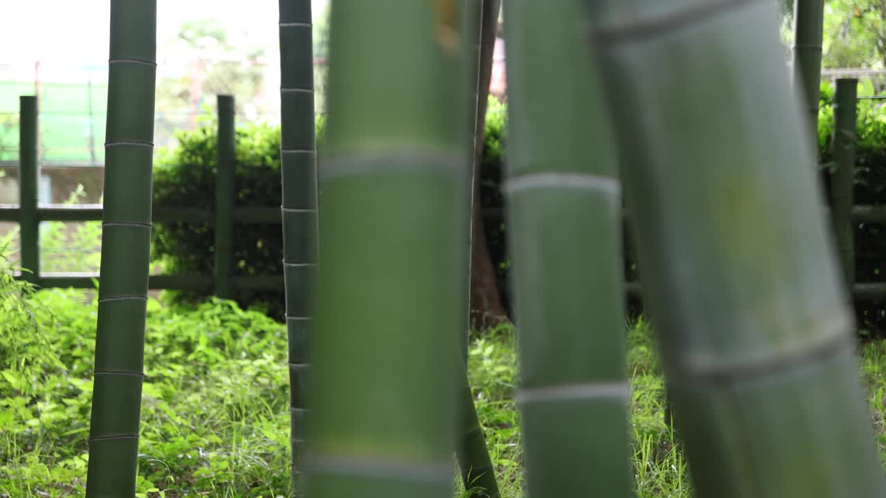 美丽的竹林在传统公园白天