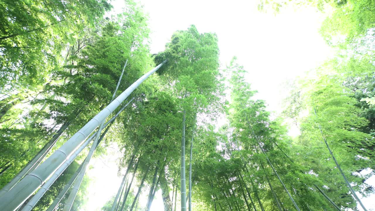 美丽的竹林在传统公园白天宽镜头倾斜手持
