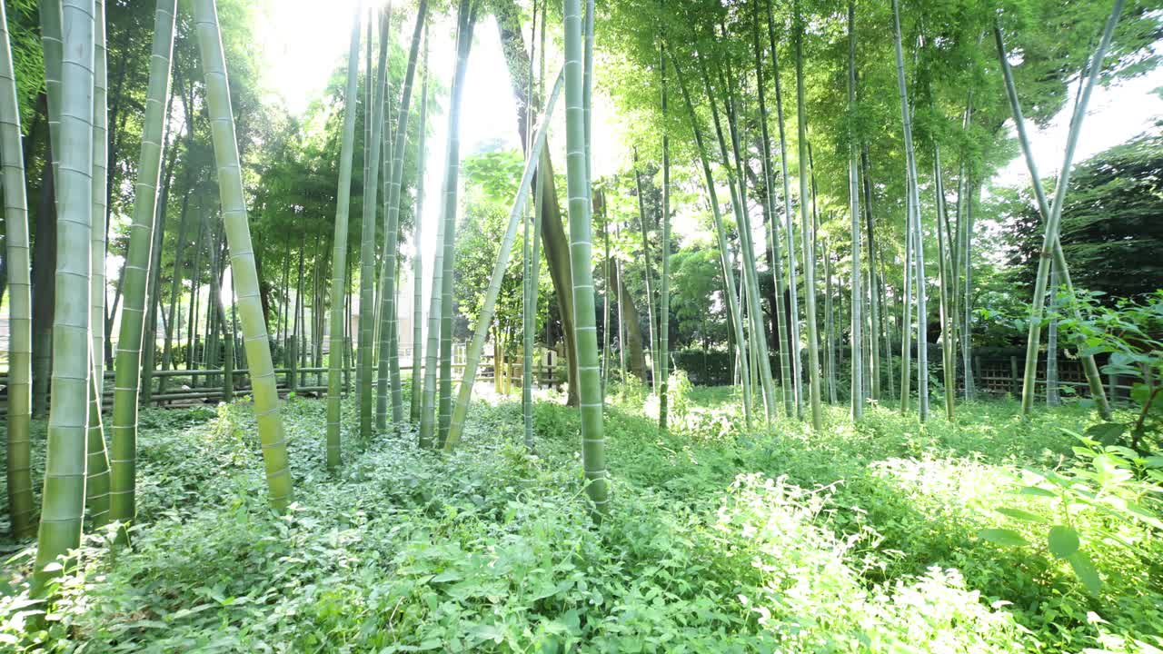 美丽的竹林在传统公园白天宽镜头倾斜手持