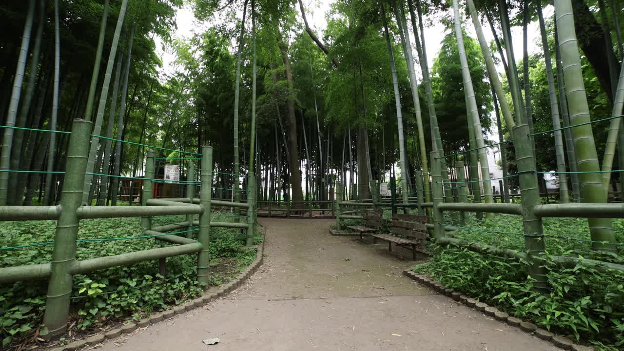 美丽的竹林在传统公园白天宽镜头倾斜