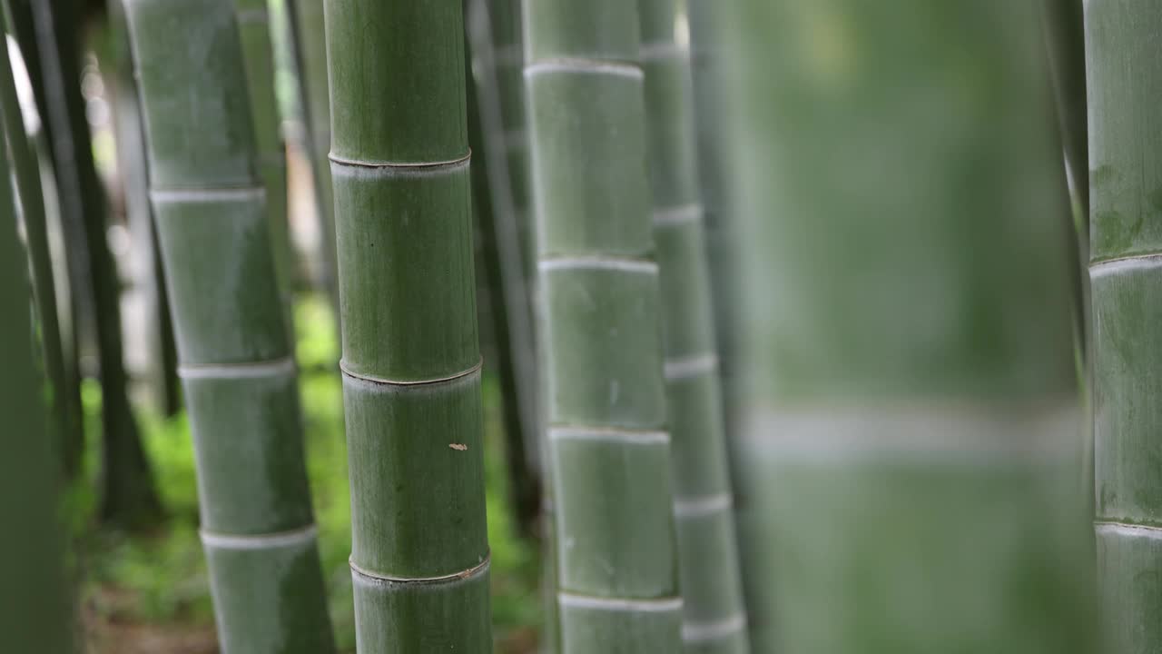 美丽的竹林在传统公园白天聚焦
