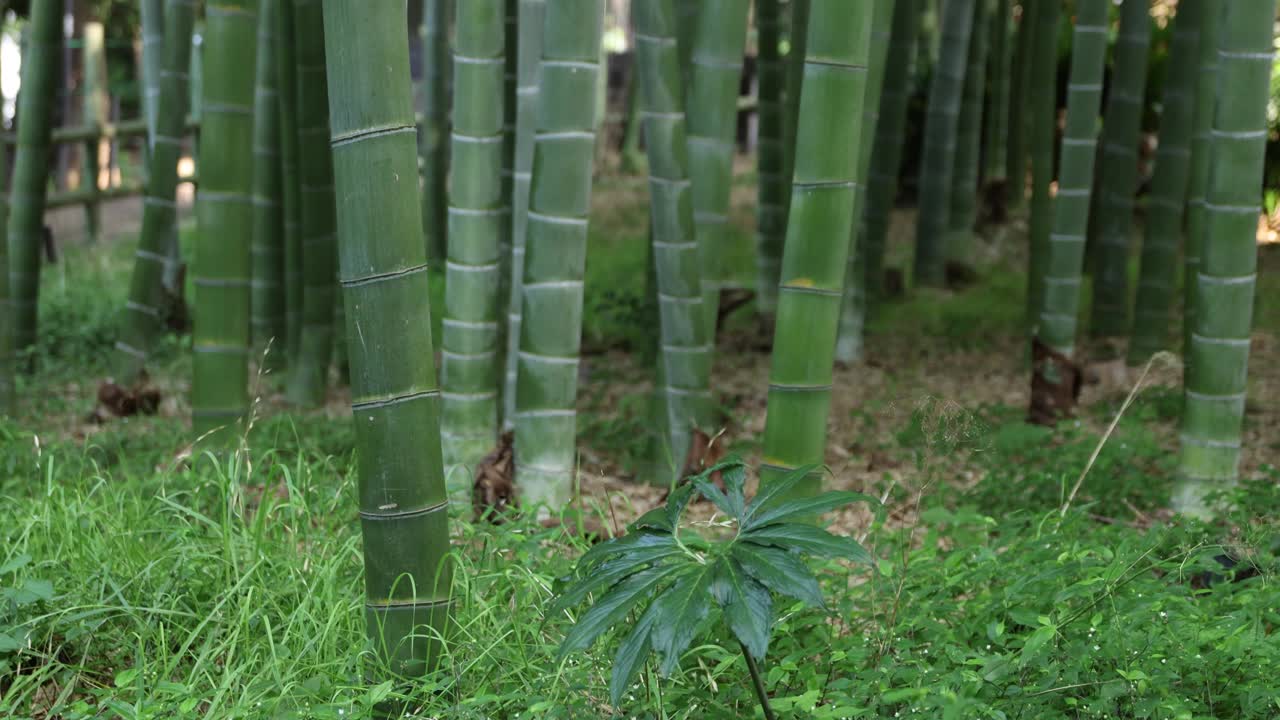 美丽的竹林传统公园白天手持式