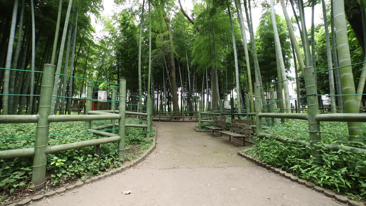 美丽的竹林在传统公园白天广角拍摄