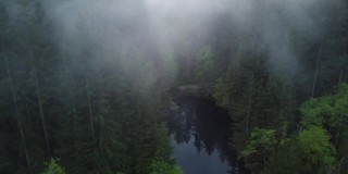从云杉森林的树梢飞过浓雾，映入眼帘的湖泊
