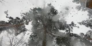 雪花从树枝上飘落，覆盖了镜头