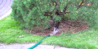 夏日花园里的松树正在用水管浇水。