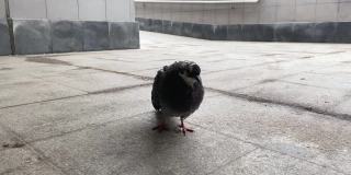 一只城市灰鸽子走在地砖上的地下人行横道上