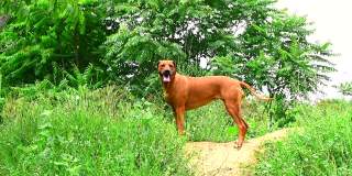 夏日里罗得西亚脊背犬站在森林小径上