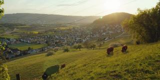 夕阳在山。水牛放牧草地。Weiningen。广州苏黎世。