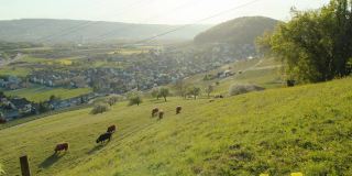 夕阳在山。水牛放牧草地。Weiningen。广州苏黎世。