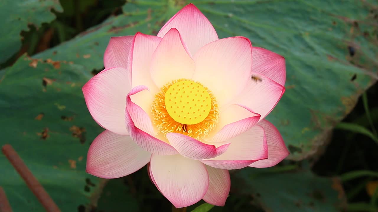 池塘里的粉红荷花