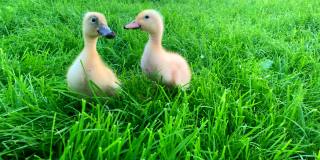 两只黄色的小鸭在绿色的草地上走着。家禽。在农场耕作。草地上的鸭子。健康的动物。鸟的保护。人与自然。农业和鹅。