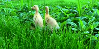 两只黄色的小鸭在绿色的草地上走着。家禽。在农场耕作。草地上的鸭子。健康的动物。鸟的保护。人与自然。农业和鹅。