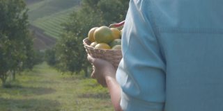 近距离的女人园丁手拿着一篮子的橘子后，在早上的时候走过农场的橘子田花园。