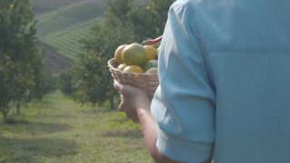 近距离的女人园丁手拿着一篮子的橘子后，在早上的时候走过农场的橘子田花园。视频素材模板下载