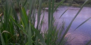 池塘边的芦苇草
