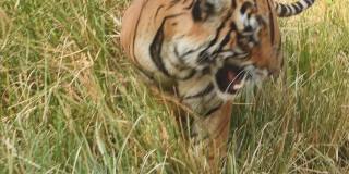 在印度拉贾斯坦邦的ranthambore国家公园或老虎保护区，野生皇家孟加拉虎怒容迎面走来的特写镜头
