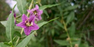 夏季紫色野花的自然背景与复制空间密切相关。4k花卉背景为您的项目。野生动物有机旅游理念