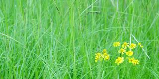 娇嫩的黄色野花簇拥在高高的草丛中，微风吹拂。