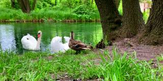 野鸭和小鸭们在湖边散步。天鹅在森林的池塘里游泳。鸟儿和雏鸟一起在野外生活。绿色的草和夏天。