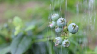 新鲜的有机蓝莓在灌丛中成熟并浇水。在水滴下生浆果的灌木视频素材模板下载