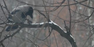 哥特黑乌鸦鸟，光秃秃的树枝，冬日黄昏树上的黑乌鸦。