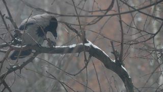 哥特黑乌鸦鸟，光秃秃的树枝，冬日黄昏树上的黑乌鸦。视频素材模板下载