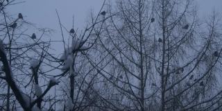 黑乌鸦成群结队，光秃秃的树枝，冬天树上有许多黑乌鸦