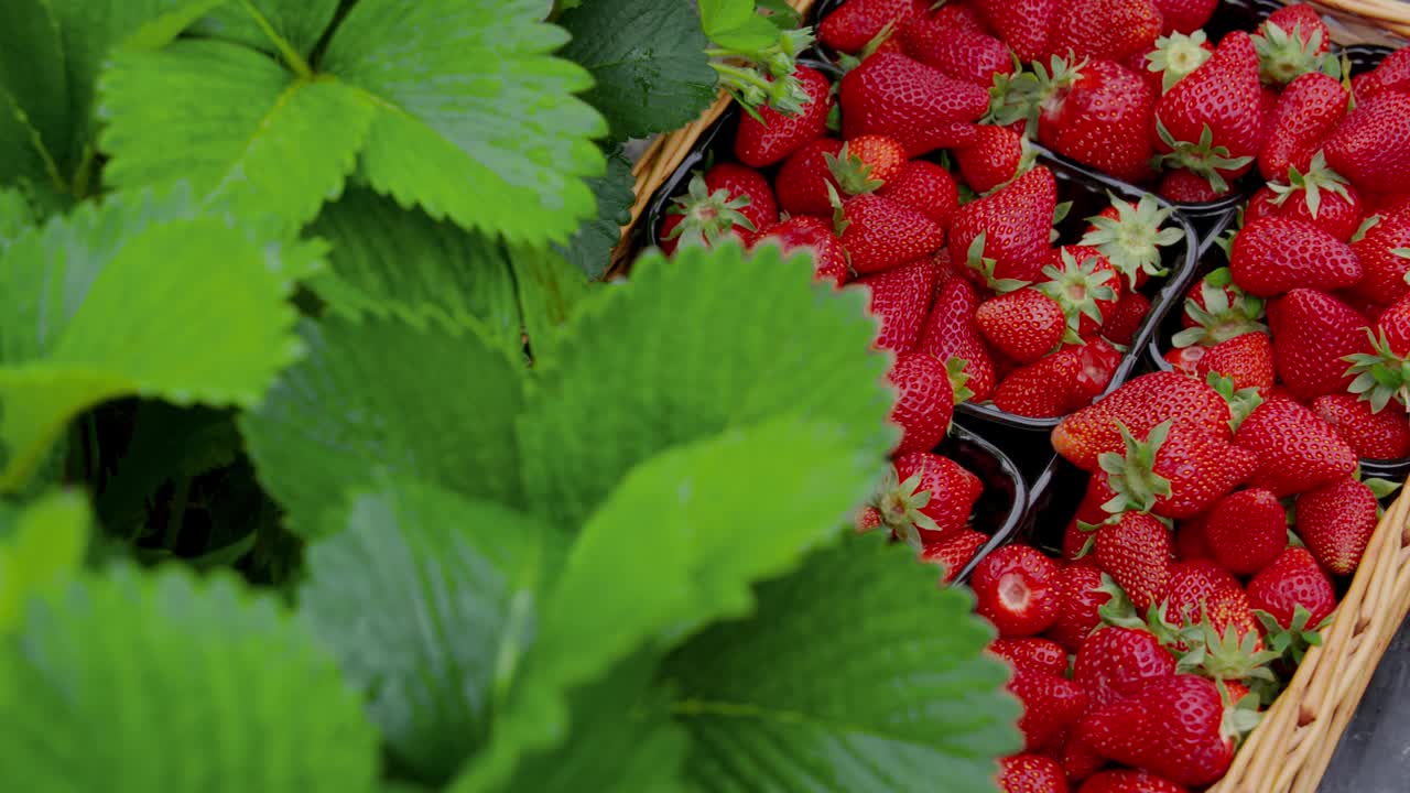 新鲜采摘的草莓躺在篮子里