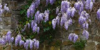 春天在佛罗伦萨古老的墙壁上盛开的紫藤花。春天的季节。意大利