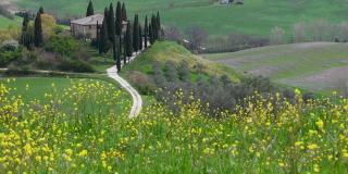 在意大利锡耶纳附近的托斯卡纳乡村，黄色的花随风飘动，背景是典型的农舍。