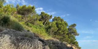 岩石上的针叶林。针叶树常绿茂密的冷杉树，地中海松树映衬着晴朗的蓝天。田园诗般的自然景观。