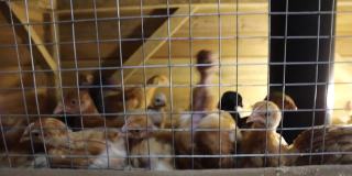 特兰西瓦尼亚和黑色的鸡从笼子后面好奇地看着。