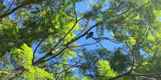 蓝花楹树上的澳洲喜鹊鸟