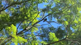 蓝花楹树上的澳洲喜鹊鸟视频素材模板下载