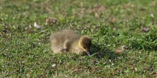 美丽的黄色毛茸茸的灰鹅宝宝小鹅在春天，安瑟