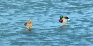 春天的一个阳光明媚的日子，绿头鸭看着公鸭在水里刷他的羽毛