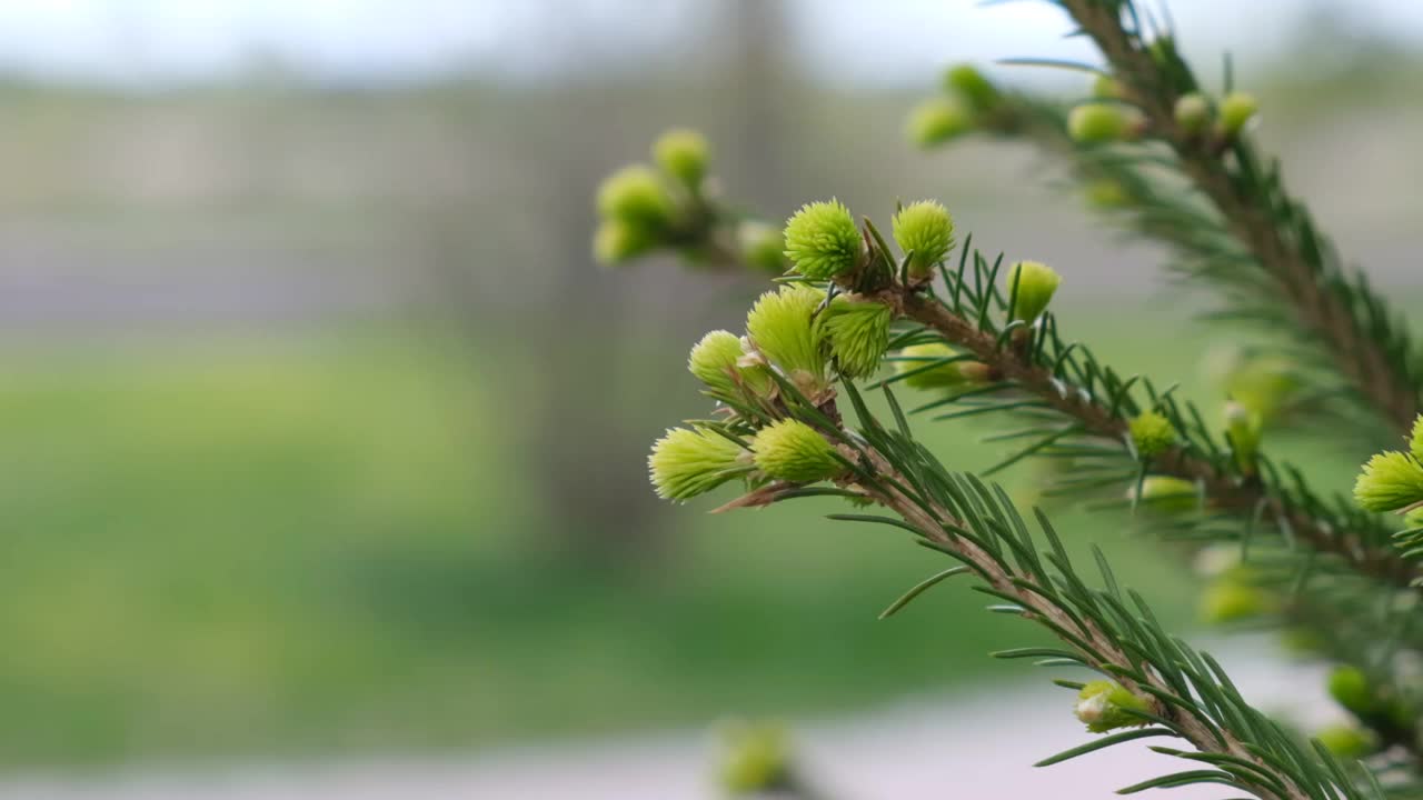 枞树的枝条上长着绿芽，在春天长出新芽。在春天的森林里，幼小的冷杉树在树枝上发芽。