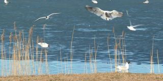 春天，公园里的海鸥在湖边飞翔。鸟类生活的调查