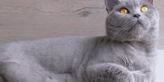 大型灰色英国家猫躺在架子上，向上看。变焦