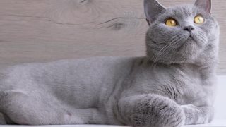 大型灰色英国家猫躺在架子上，向上看。变焦视频素材模板下载