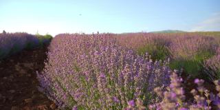 美丽的紫薰衣草田