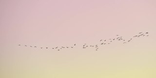 候鸟楔。飞行的鸟类。一群鸟在天空中飞翔。迁徙的大鸟列队飞行。迁徙，重新安置自然。秋天的季节